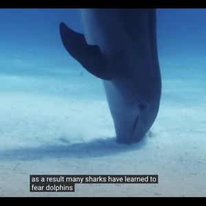 Meet your Posher, Antonio